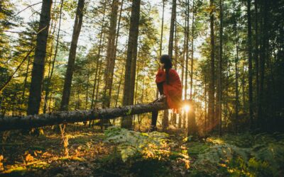 6 Ways to Add Pine to Your Wellness Routine (and Why You Should)