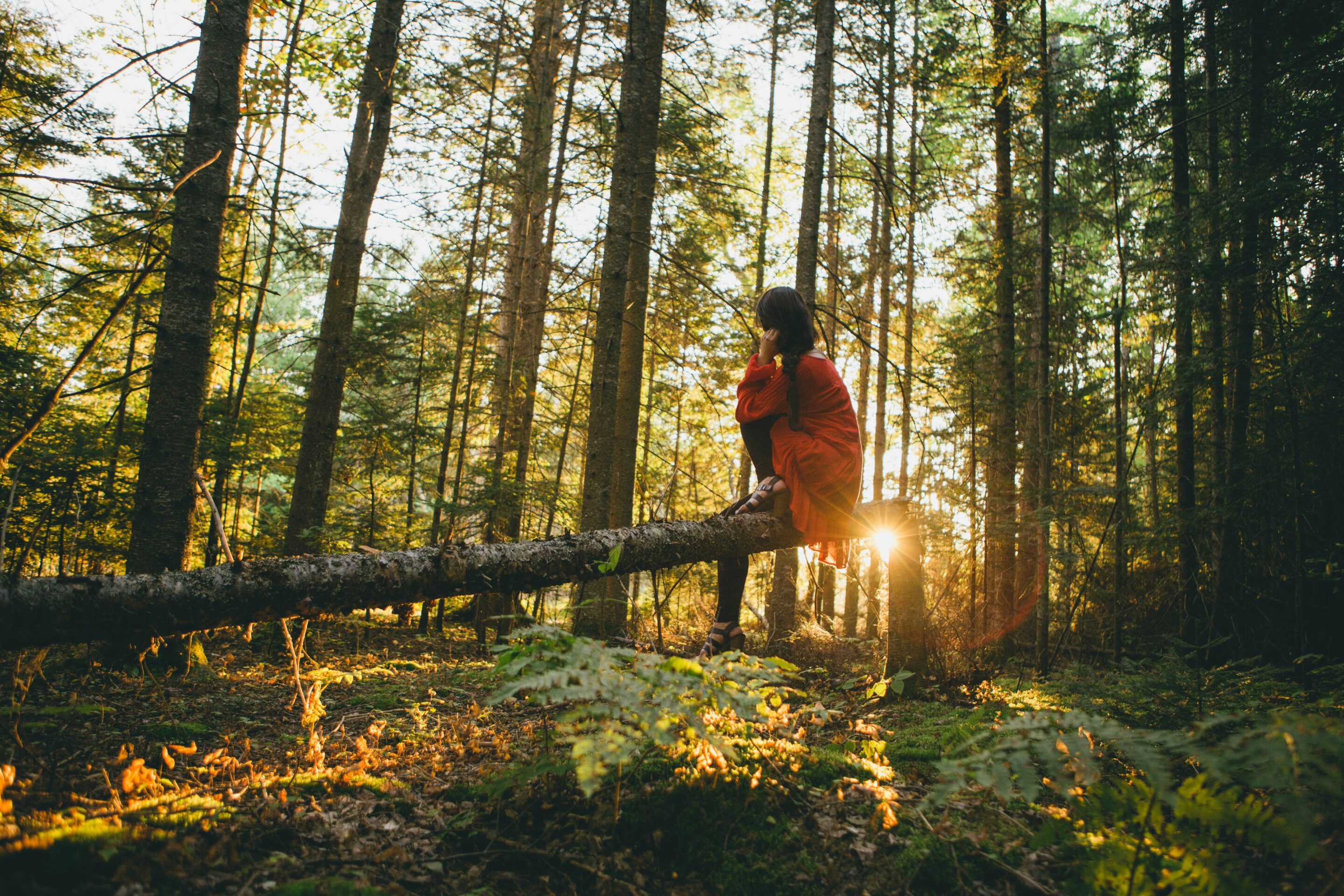 6 Ways to Add Pine to Your Wellness Routine (and Why You Should)