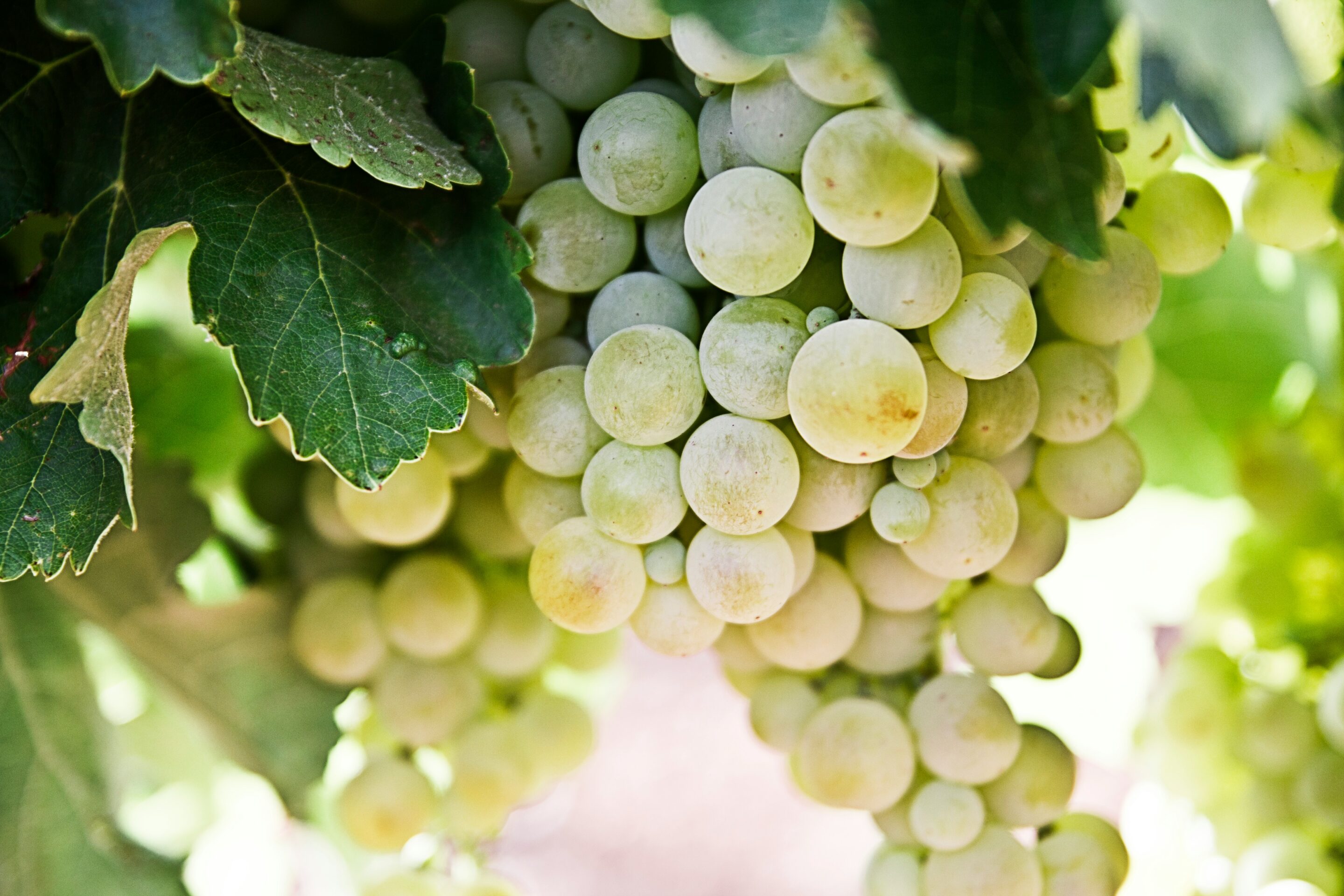 Why Grapes Are the Powerful Health Remedy You Need